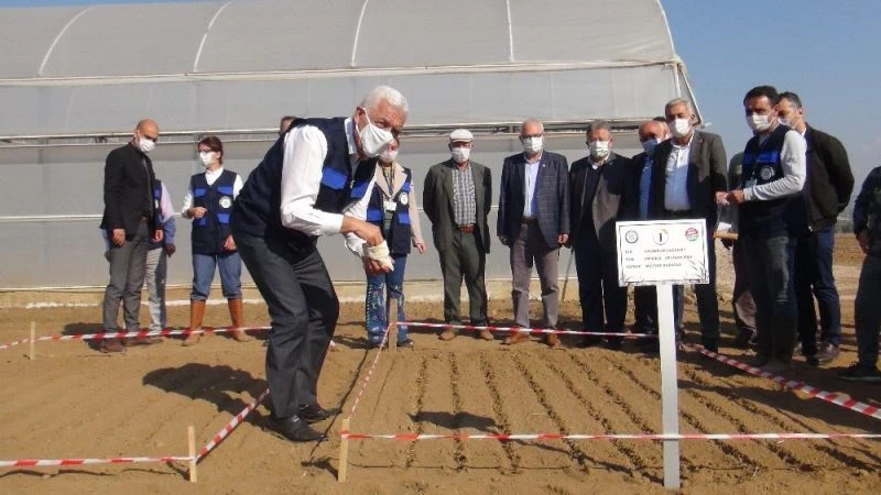 Ata tohumu ‘Karakılçık’ buğdayı toprakla buluştu
