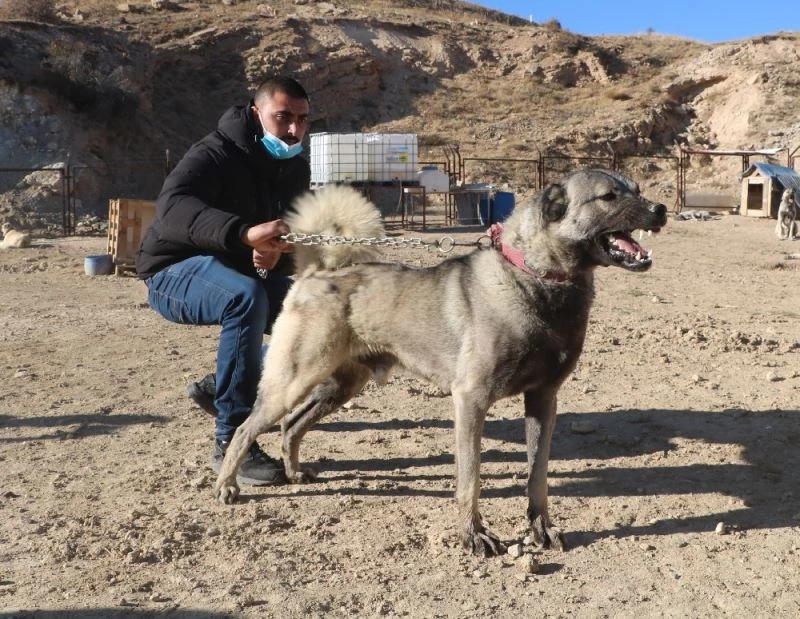 İsrailli baba ve oğlu kangallara hayran kaldı
