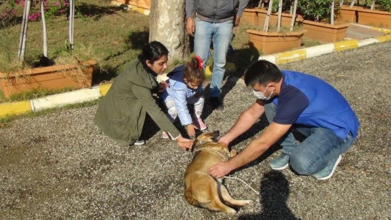 Küçük Almira, kendisini ısıran sokak köpeğini sevdi
