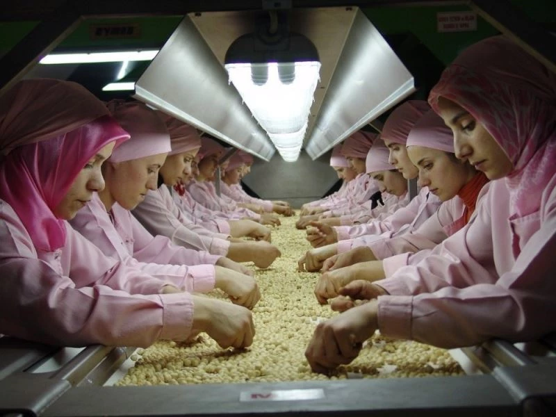 Düzce’den Avrupa’ya 559 ton iç fındık ihraç edildi
