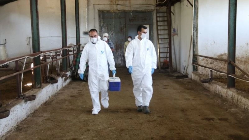 Düzce’de 26 bin 364 hayvan aşılandı
