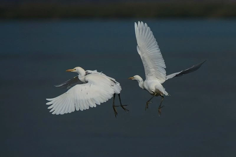 Gölyazı’nın güz misafirleri
