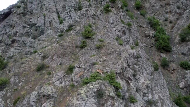 (Özel) Keçilerin zirveye yolculuğu havadan görüntülendi
