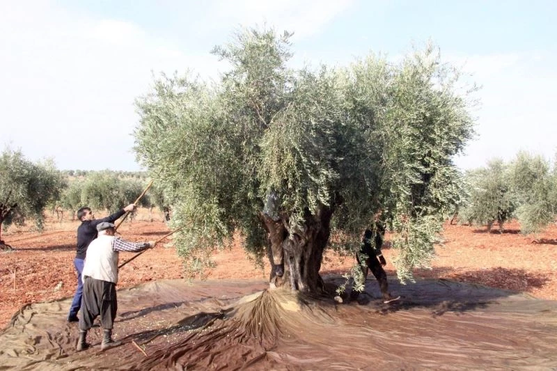 Zeytinin dalından sofraya zorlu yolculuğu
