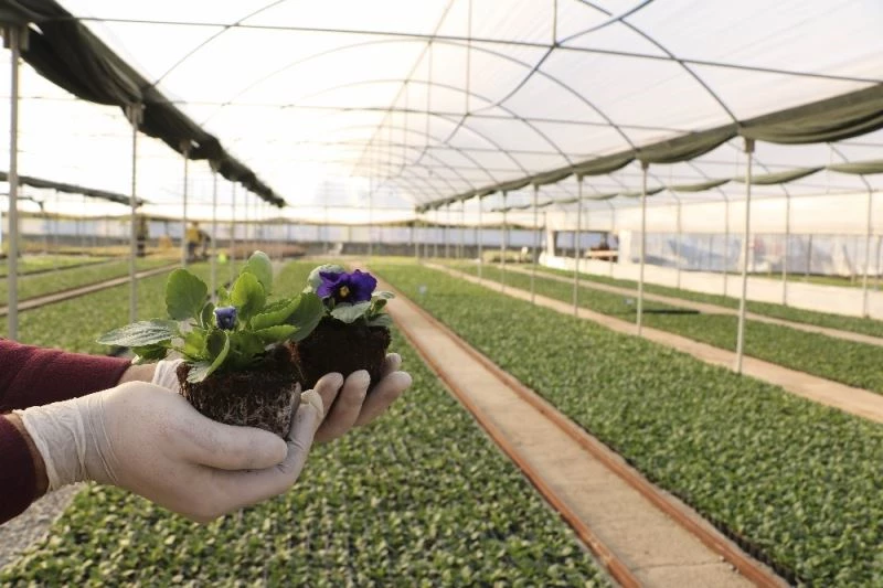 Büyükşehir kendi ürettiği çiçeklerle Aydın’ı renklendiriyor
