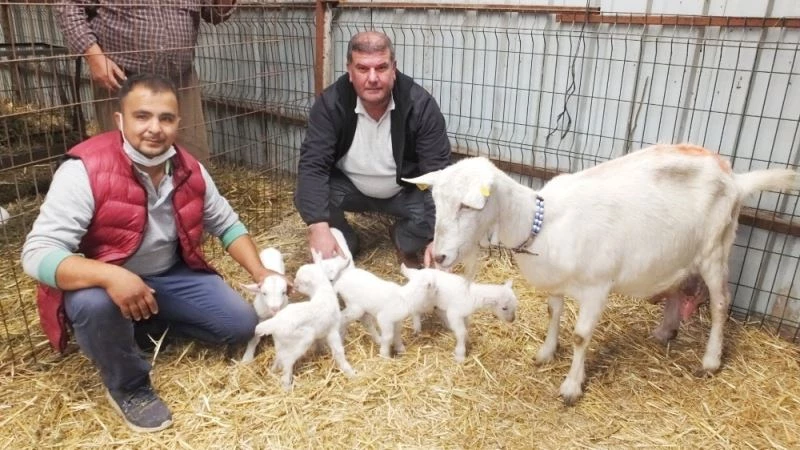 Burhaniye’de beşiz doğuran Akkız sahibini sevindirdi
