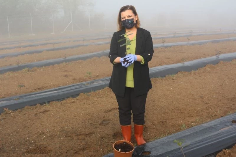 Kanserli hücrelerin düşmanı, İzmit’te oluşturulan bahçede yetişecek
