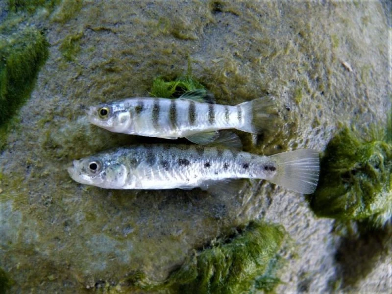 MAKÜ, sadece Burdur Gölü