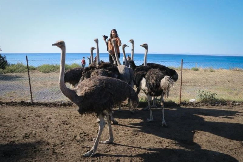 Emekliliğinde kurduğu deve kuşu çiftliğiyle yurt dışına açılmayı hedefliyor