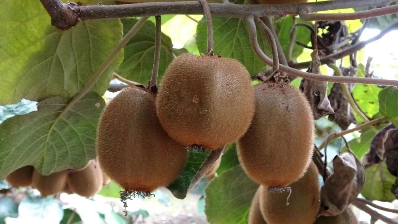 Ordu kivisi dalında satıldı
