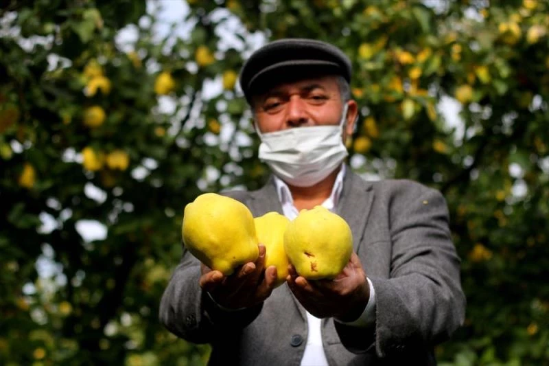 Dalında satılan Şahinkaya ayvası 10 ülkeye ihraç ediliyor