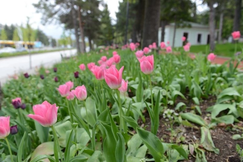 Çorum’da 160 bin lale ve sümbül toprakla buluşuyor
