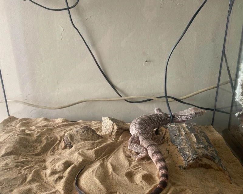 İstanbul’da ejder ve piton yılanlarının da aralarında olduğu 12 sürüngen hayvan ele geçirildi
