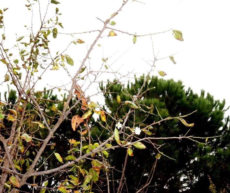 Yalancı bahar erik ağacına çiçek açtırdı
