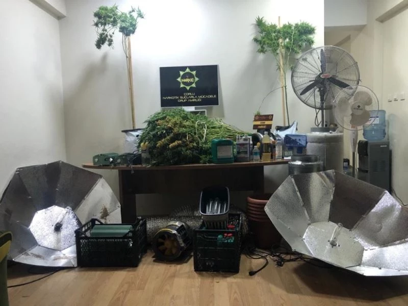 Evini kenevir tarlasına çevirmiş
