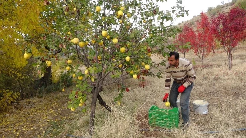 (Özel) Asırlık bağlarda ayva hasadı
