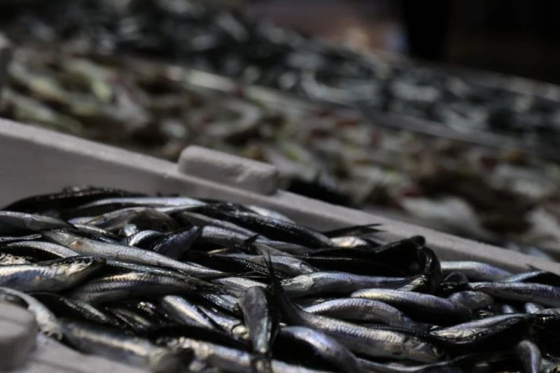 Balıkçılar palamuttan sonra hamsiden umutlu
