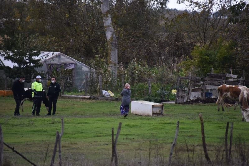 Sinop’ta otomobil ineğe çarptı, polisler kazaya karışan ineği aradı
