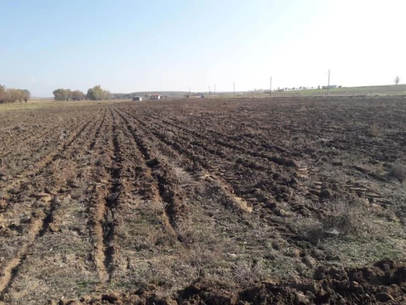 İhsaniye Belediyesi lavanta ekecek
