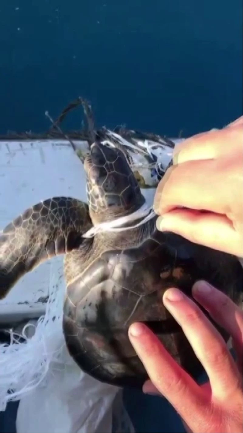 Denizdeki çöplere dolanan yeşil yavru deniz kablumbağasını balıkçılar kurtardı
