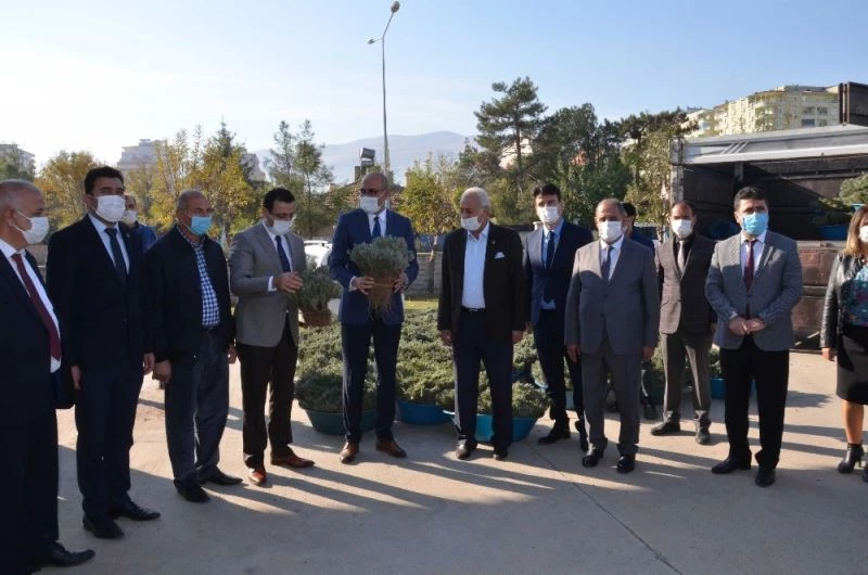 Kurtalan’da çiftçilere 128 bin adet lavanta fidesi dağıtıldı
