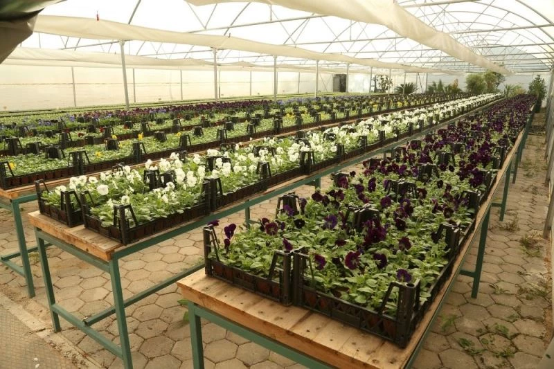 Odunpazarı parkları 52 bin menekşe ile renklenecek
