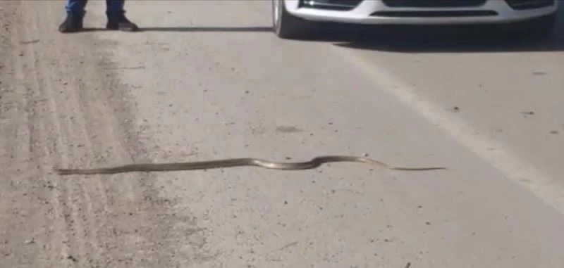 Yılanın ezilmemesi için trafiği durdurdu
