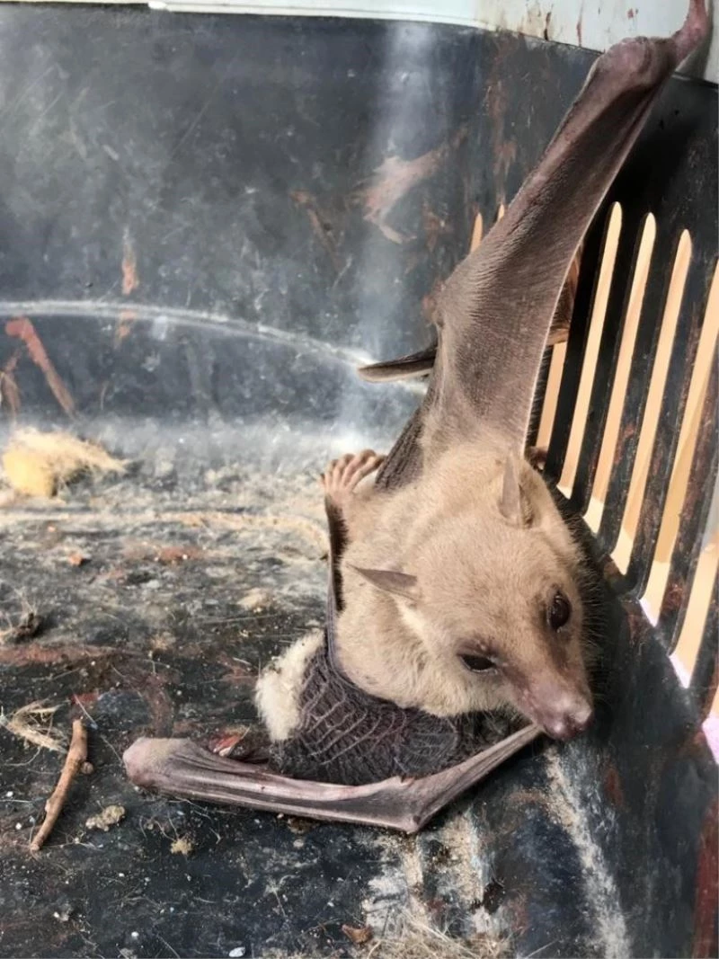 Brezilya’da yaşayan vampir yarasa Mersinlileri korkuttu
