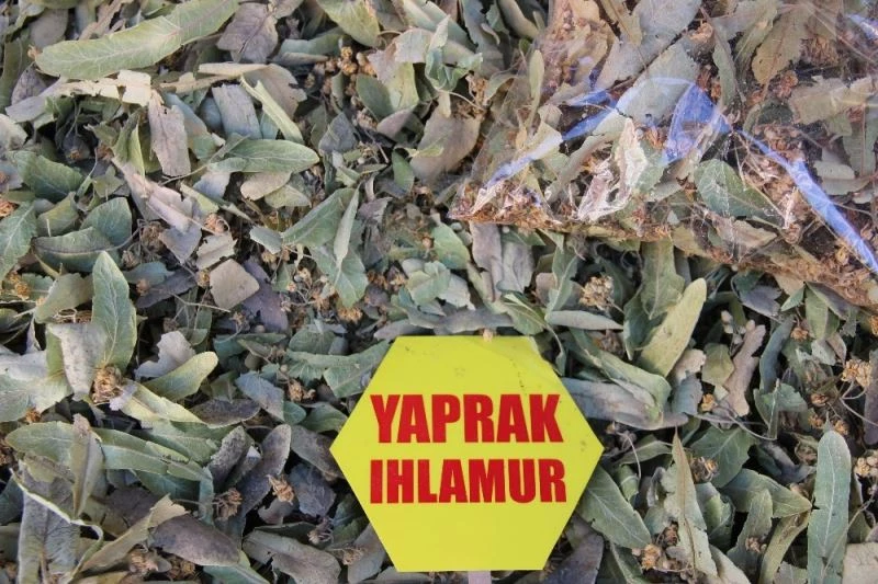 Ihlamur fiyatları altınla yarışıyor, vatandaş gramla alıyor
