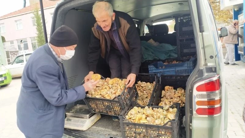 Melki mantarı cep yakıyor
