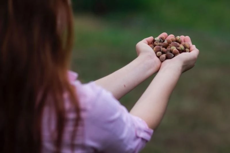 ILO-Ferrero ortaklığı Türkiye’de fındık hasadında çocuk işçiliğini ortadan kaldırmayı hedefliyor
