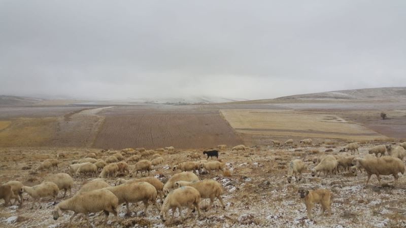 Koyunları otlatırken kar yağışına yakalandılar
