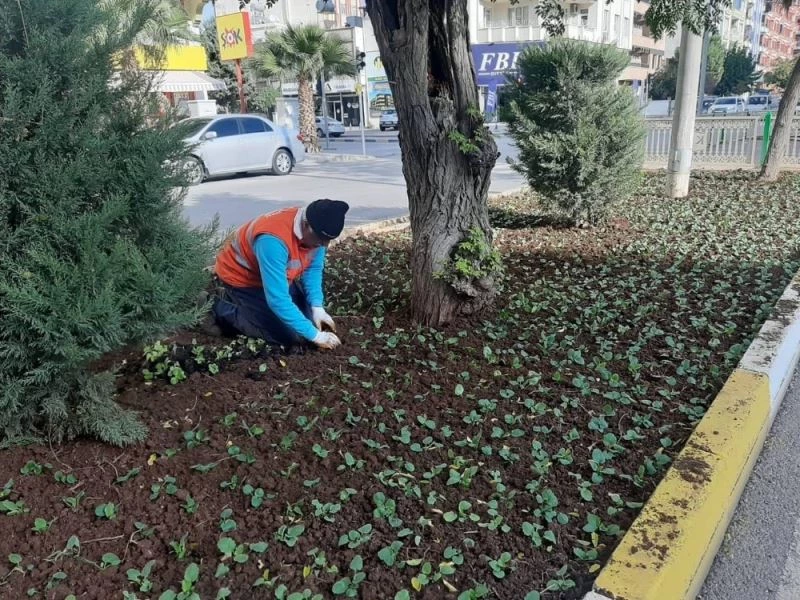 Refüjlere kış bitkileri dikiliyor
