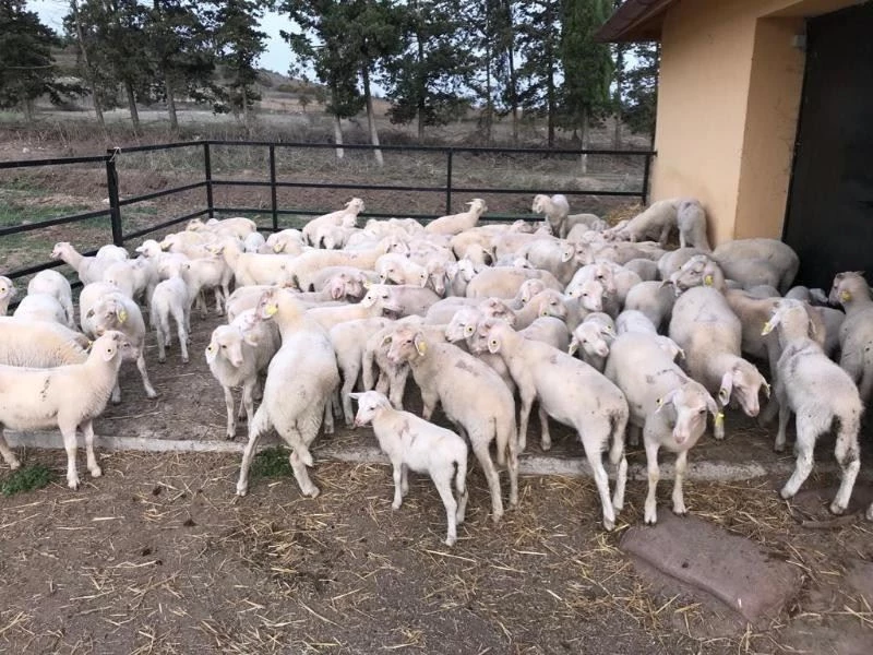 BAÜN, Veteriner Fakültesiyle Bölge Hayvancılığına Güç Katıyor
