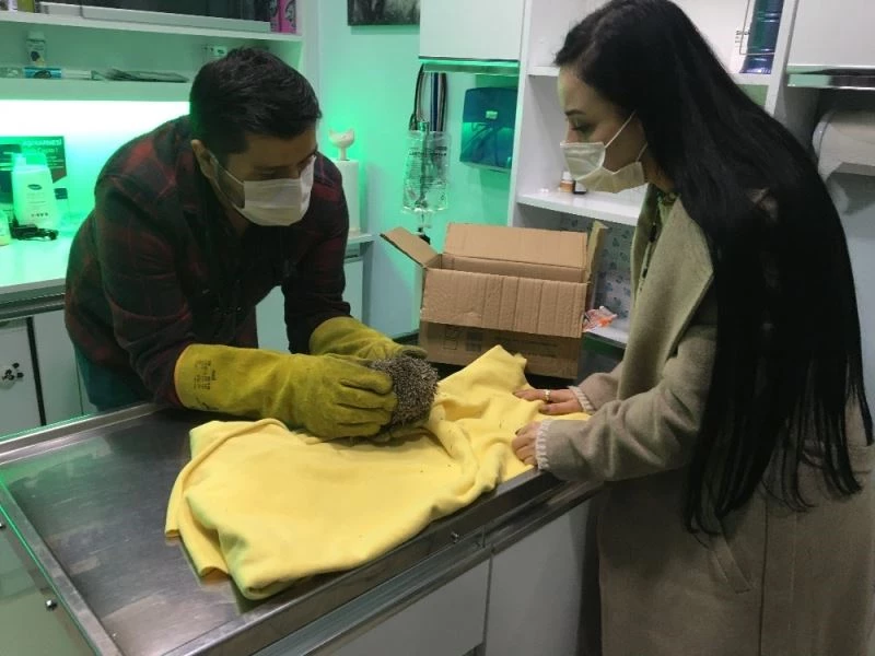 Bahçesinde bulduğu yavru kirpiyi veteriner hekime emanet etti
