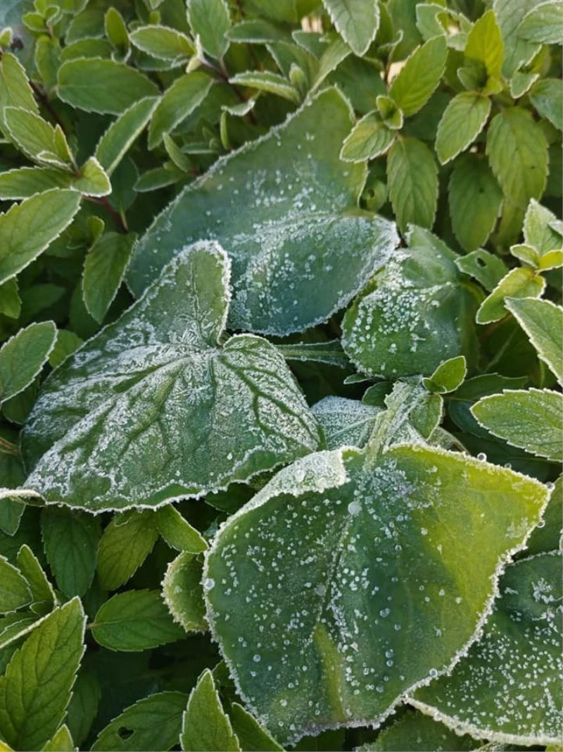 Eskişehir’de kırağı doğaya beyaz gelinliğini giydirdi
