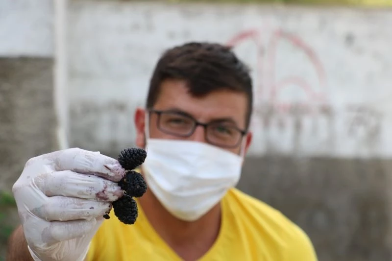 Fiyatı dudak uçuklatıyor, kanser ve tümör hücrelerini uzaklaştırıyor
