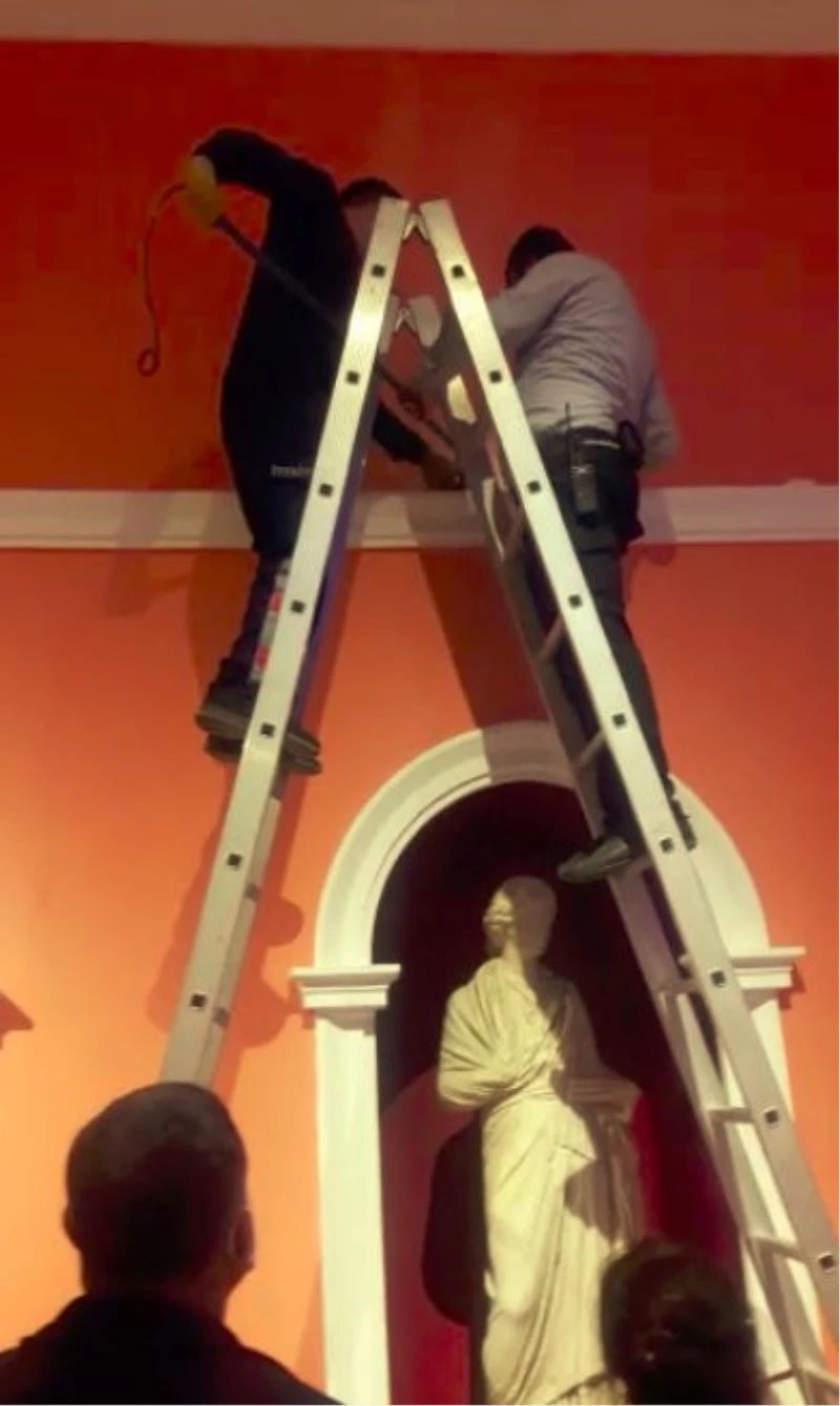 İmparatorlar salonunda yavru kedileri kurtarma operasyonu
