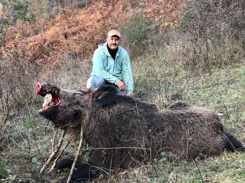 Dev domuz avcılardan kaçamadı
