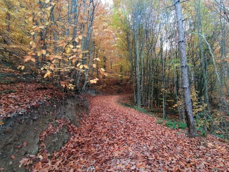 Küçükelmalı Tabiat Parkı’nda sonbaharın son günlerinde kartpostallık görüntüler
