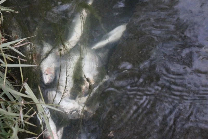 Şüpheli balık ölümü sanıldı ama gerçek sonra ortaya çıktı
