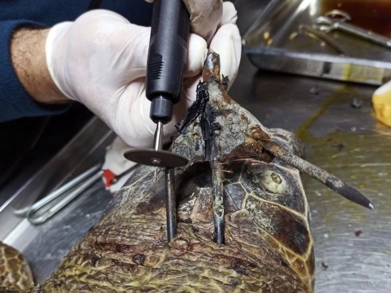 Koruma altındaki kaplumbağaya zıpkınlı vahşet
