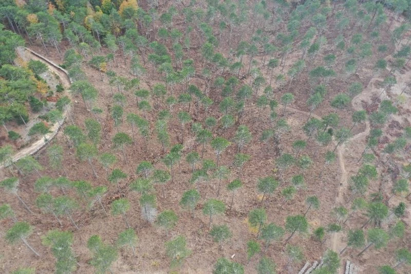 (Özel) Kazdağları’nın genleri gelecek nesillere aktarılıyor
