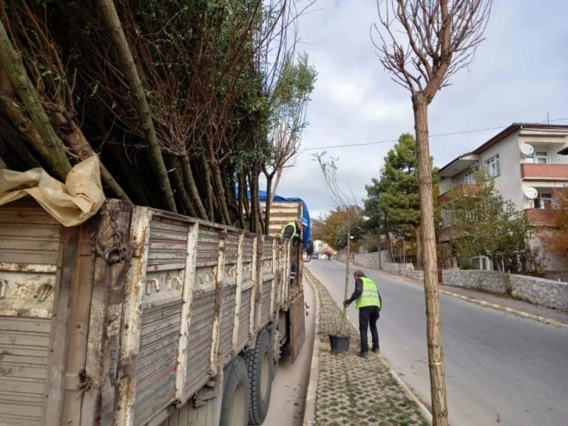 Safranbolu’da 153 adet akasya fidanı toprakla buluşturuldu.
