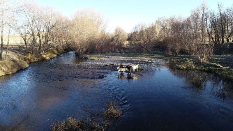 Kangallara ‘kurt kanı’ maması
