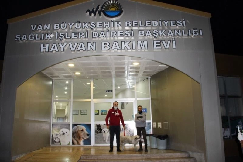 Van Büyükşehir Belediyesi bir sokak hayvanını daha sağlığına kavuşturup sahiplendirdi
