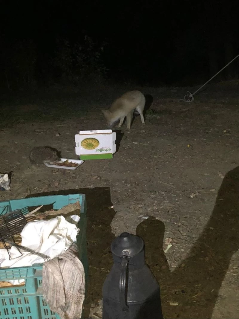 ‘Minnoş’ adını verdiği tilkiyi yiyecekle kendine alıştırdı
