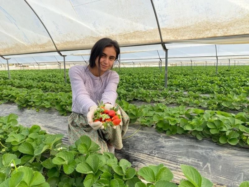 Antalya’da yılın ilk çilek hasadının heyecanı başladı
