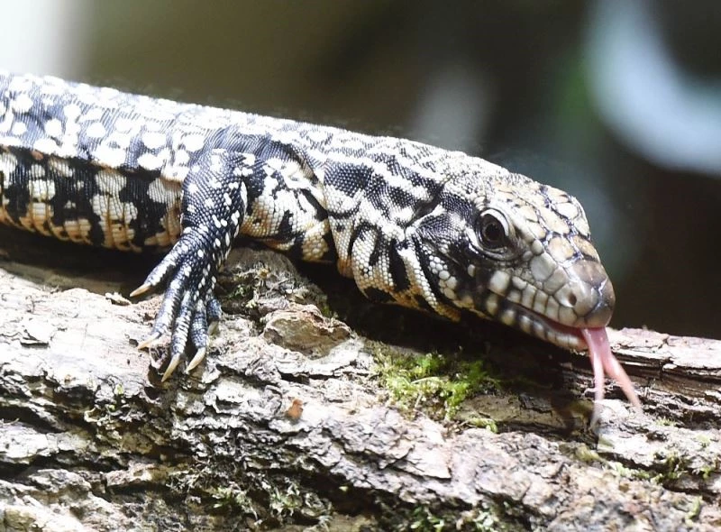 ABD’de dev kertenkele ve solucan paniği
