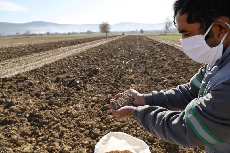 Menteşe Belediyesi hayvan yetiştiricisi için yem bitkisi üretiyor

